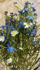 Baby's breath Filler bush
