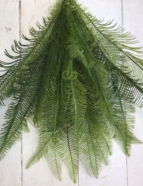 Fern