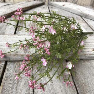 14 in Pink Day Bloom Bush FG9514 (5)