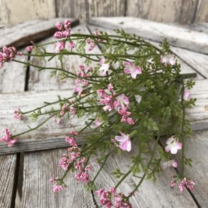 Small Pink 14" Day Blooms Bush