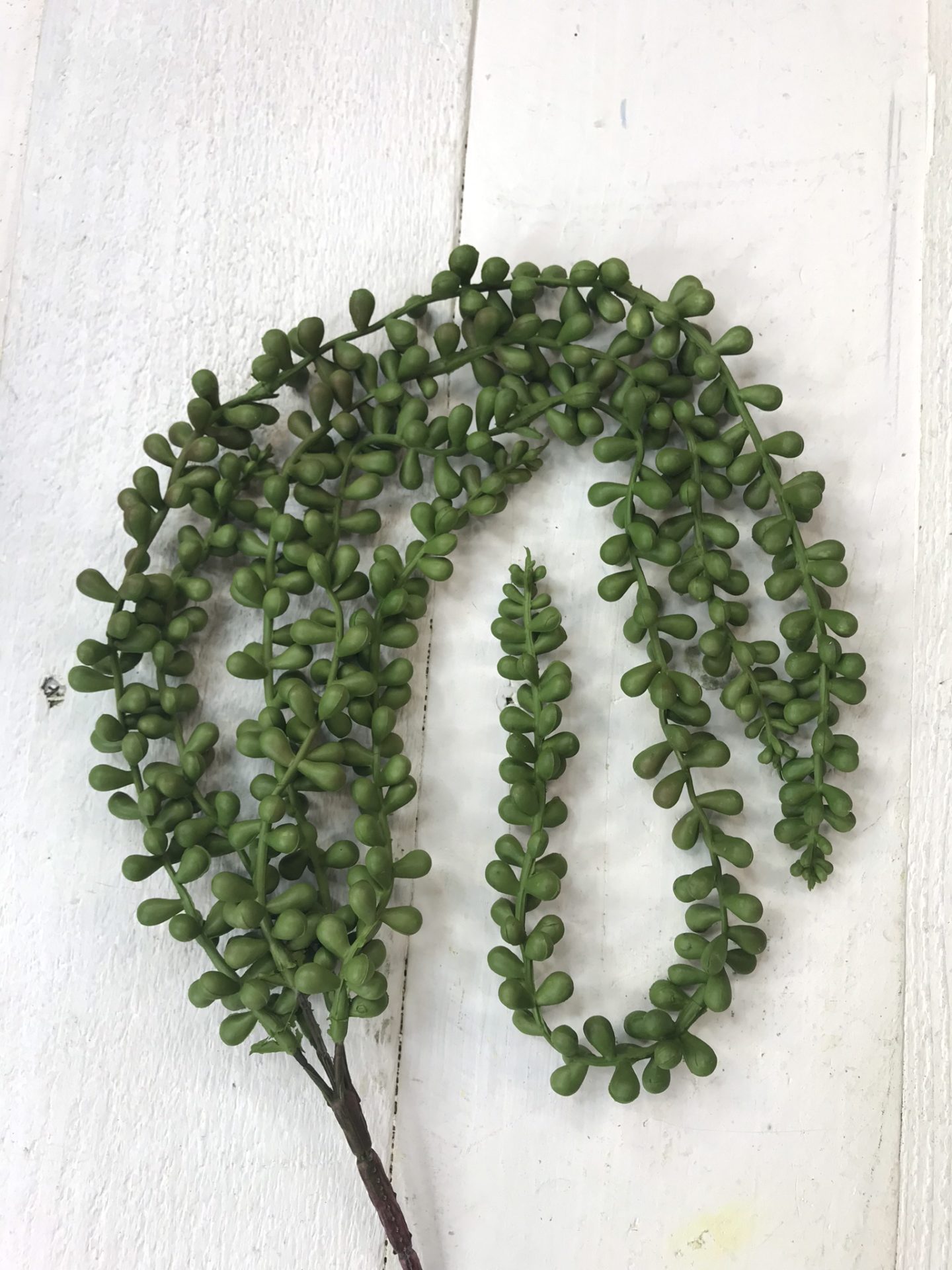 String of Pearls Succulent stem Kelea's Florals
