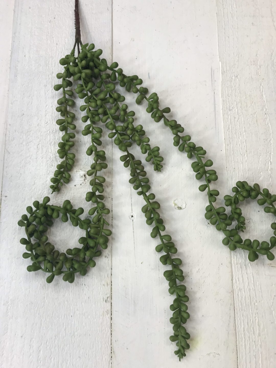 String of Pearls Succulent stem Kelea's Florals