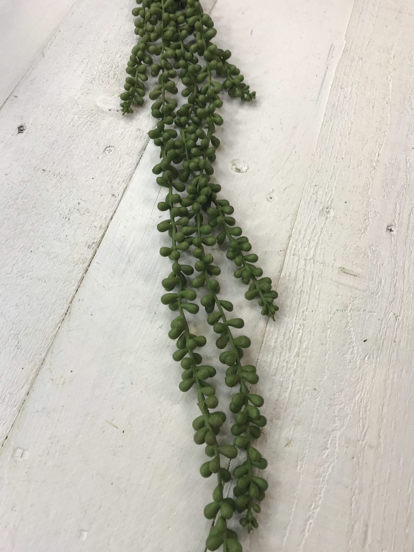 String of Pearls Succulent stem Kelea's Florals