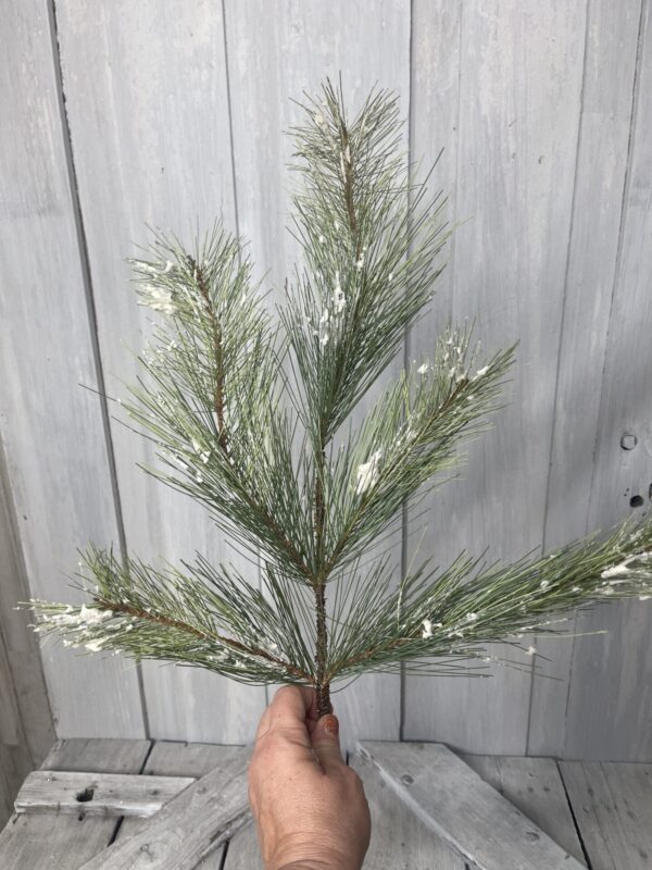 Silver Fir Stem XP30180