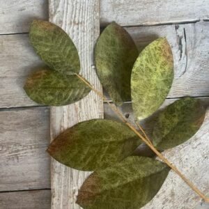 Brown and Green Magnolia Leaves Stem