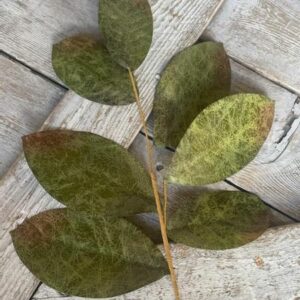 Brown and Green Magnolia Leaves Stem