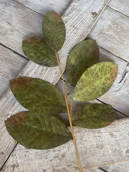 Brown and Green Magnolia Leaves Stem