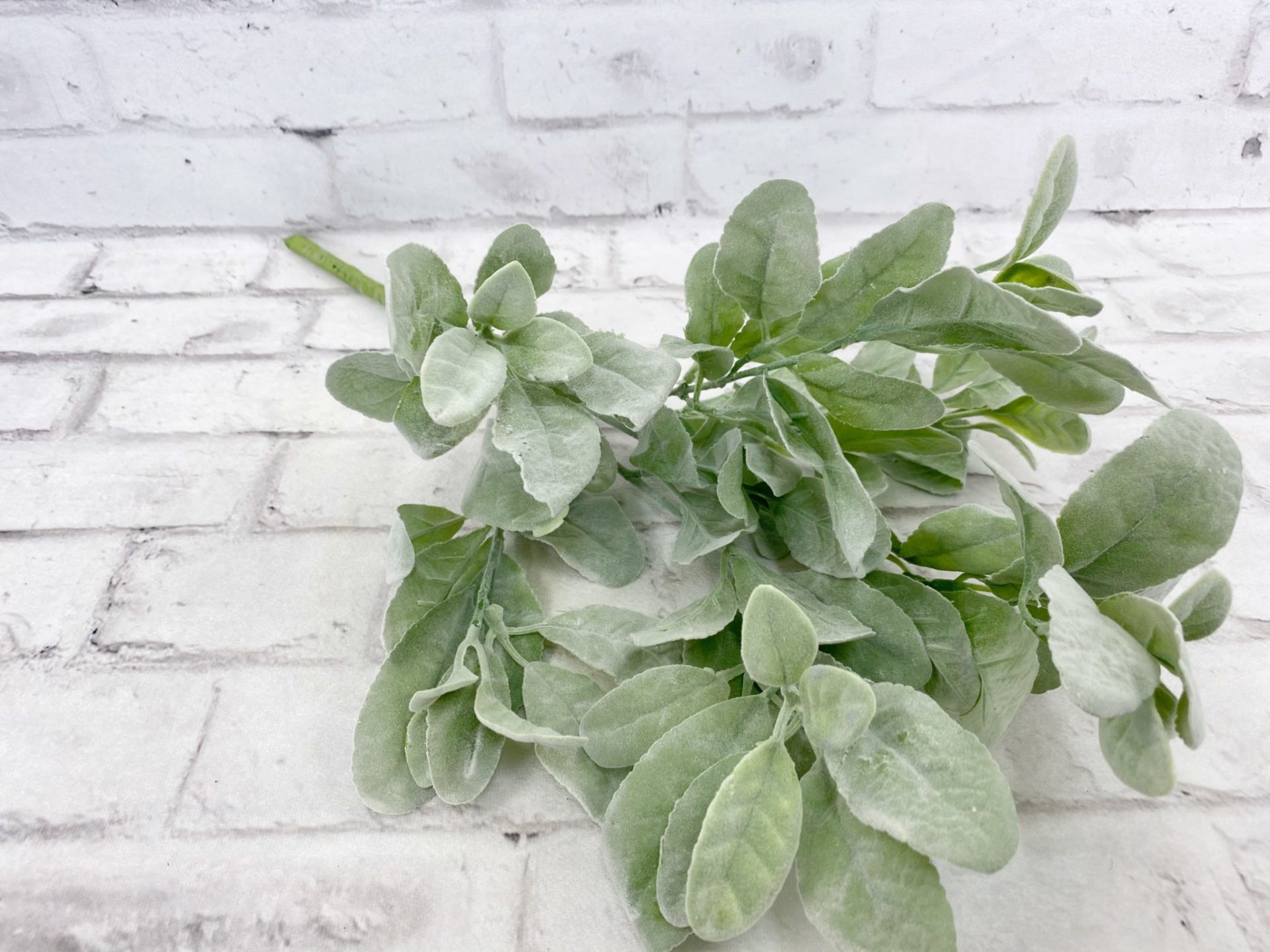 Lamb Ear bush Kelea's Florals