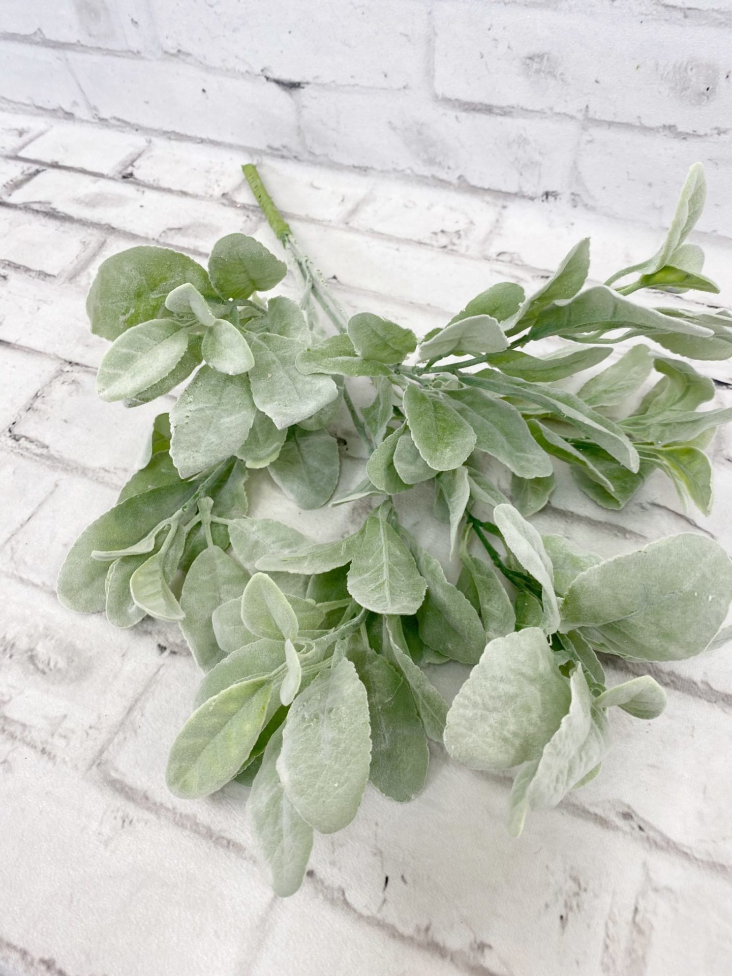 Lamb Ear bush Kelea's Florals