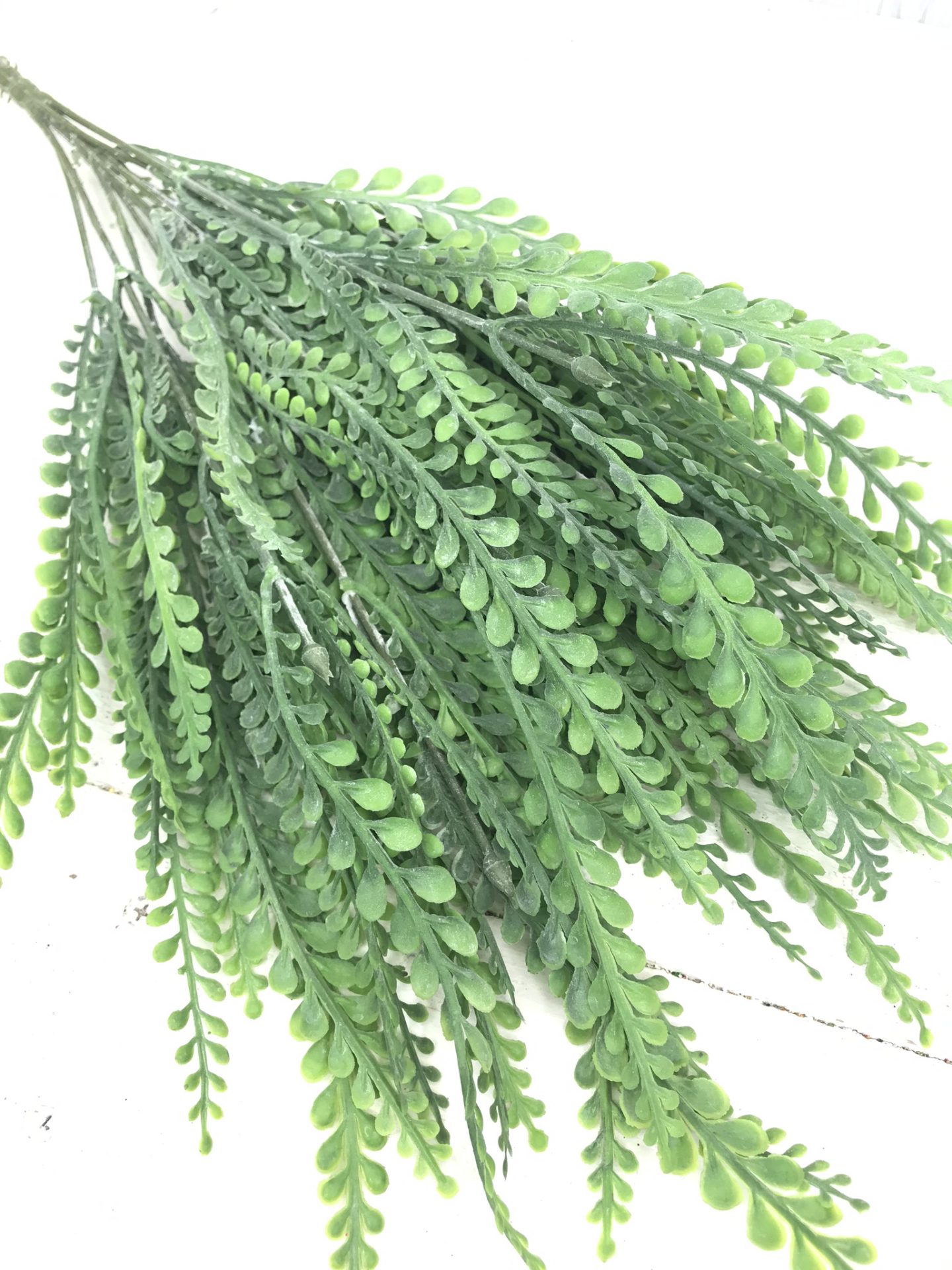 Frosted Button Fern Kelea's Florals