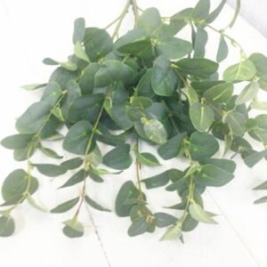 Green Eucalyptus Bush
