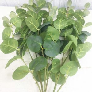 Green Eucalyptus Bush