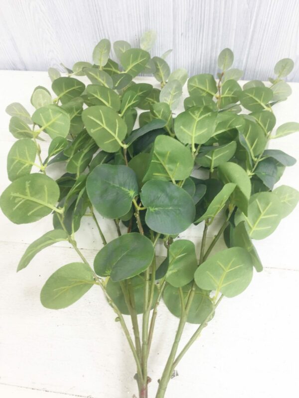 Green Eucalyptus Bush