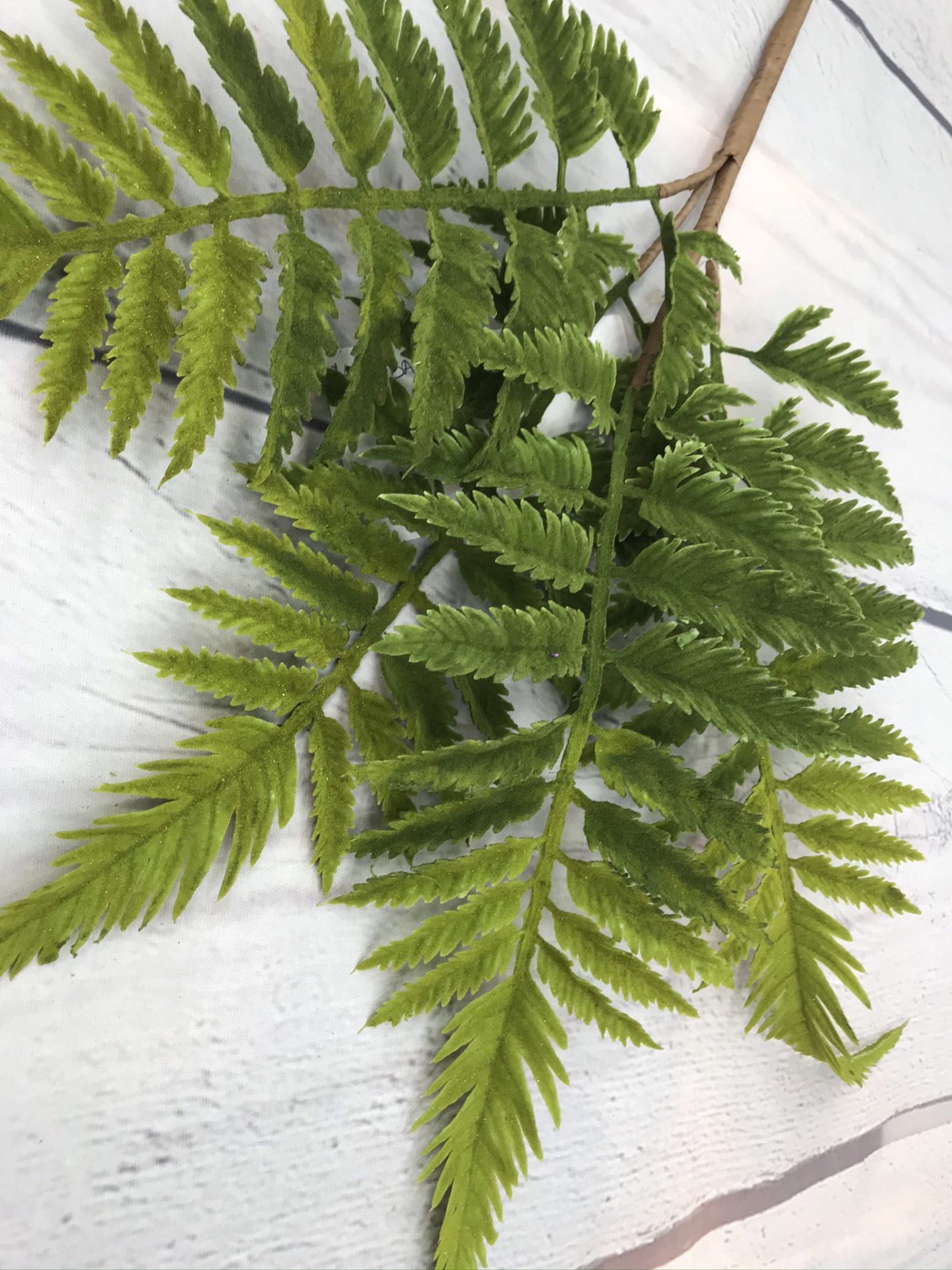 Green Fern Stem Kelea's Florals