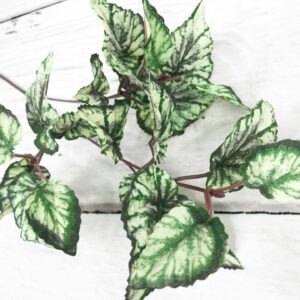 24in Large Ruby Begonia Stem OS2063 (7)