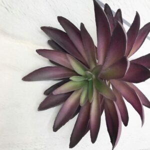 7in Echeveria 80898 (7)