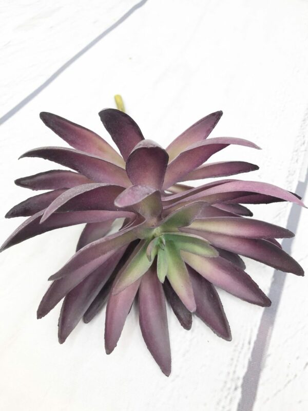 7in Echeveria 80898 (4)