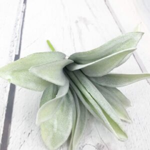 8in Agave 80881-FROSTED (7)