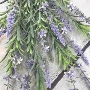 Lavender Bush