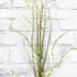 Cream Twig Stem