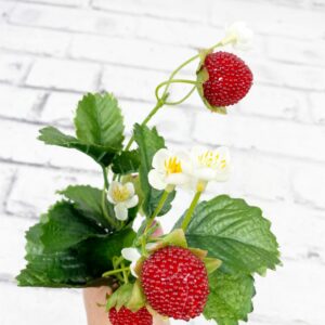 Strawberry Pick