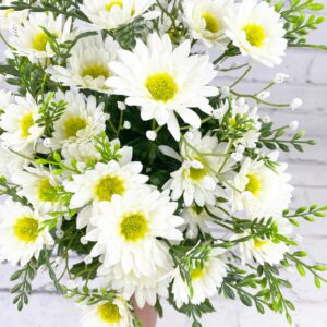 White Mini Daisy Bush