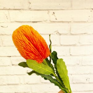 Back Sia Spray Orange