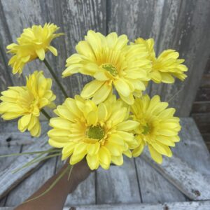 Yellow Paris Daisy Bush 30472YW