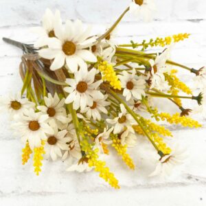 Cream-Daisy-Filler-Bush