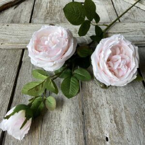 30 in Pink Austin Rose Bush
