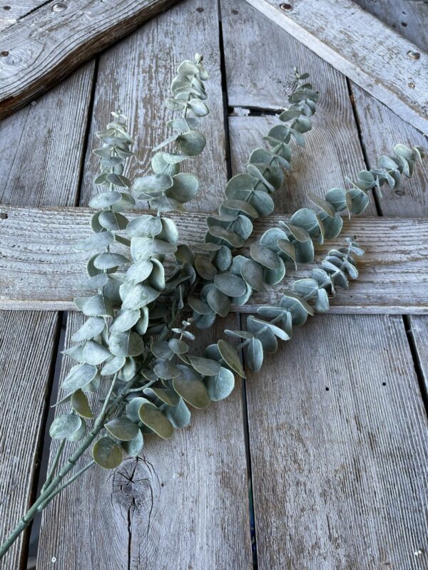 Eucalyptus Stem Kelea's Florals