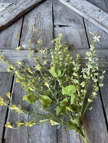 Yellow Wild Spring Flower Pick