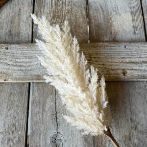 Cream Dried Astilbe Spray
