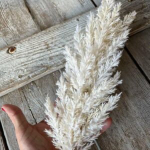 Cream Dried Astilbe Spray