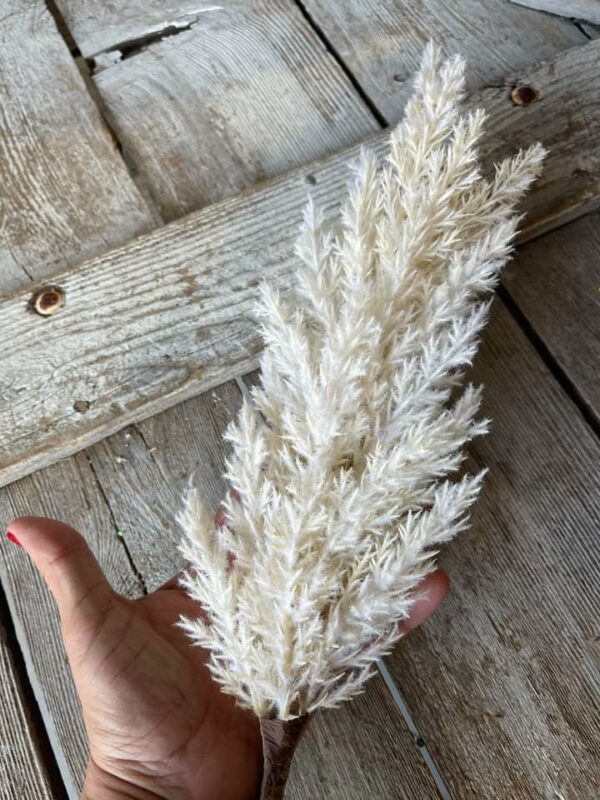 Cream Dried Astilbe Spray