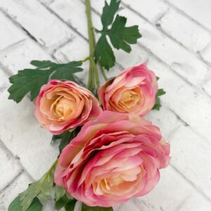 25in Fuchsia Cream Italian Ranunculus