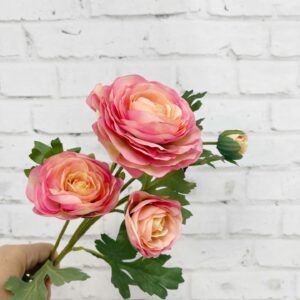 25in Fuchsia Cream Italian Ranunculus