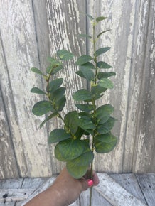 Eucalyptus Spray