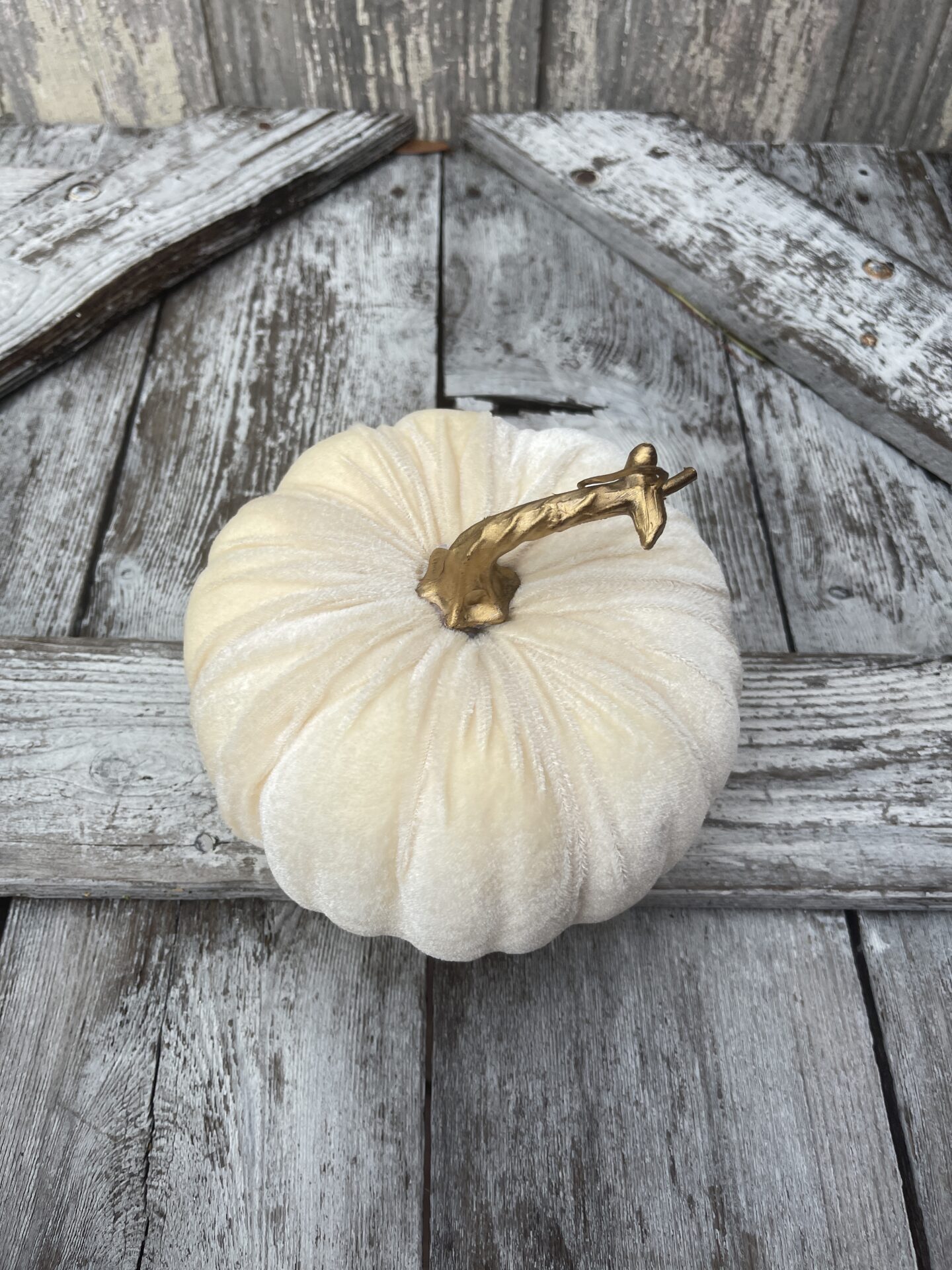 Cream Velvet Pumpkin Kelea's Florals