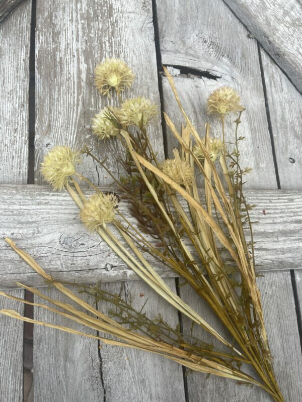 Thistle Straw Filler Bush