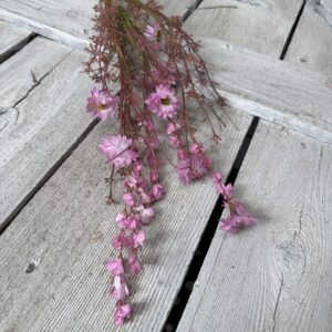 Pink Daisy Wild Flower 2394960-PK