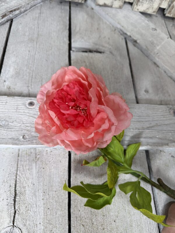 Coral Peony Stem ZYX-0162