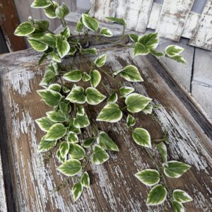 Variegated Vinca 13461VAGN