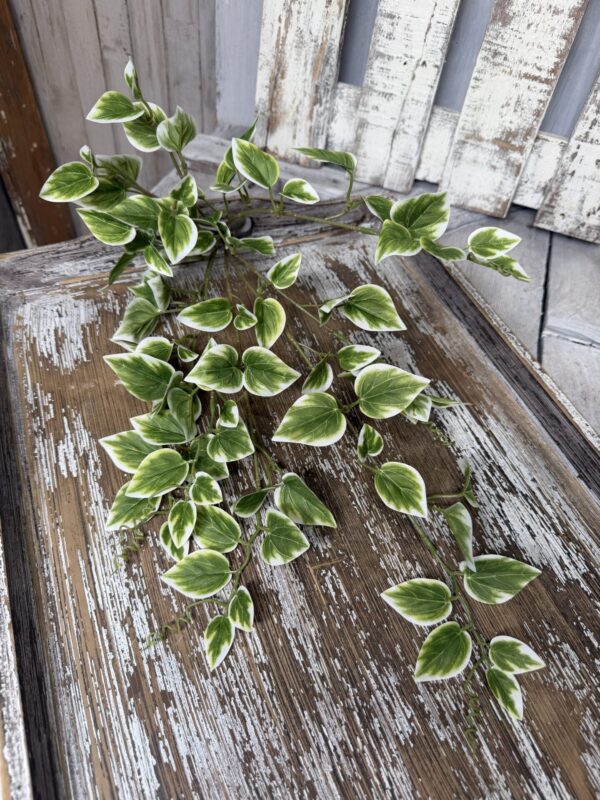 Variegated Vinca 13461VAGN