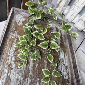 Variegated Vinca 13461VAGN