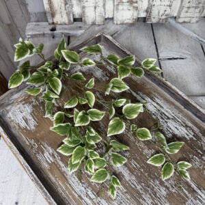 Variegated Vinca 13461VAGN